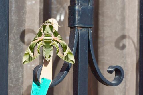 Daphnis nerii